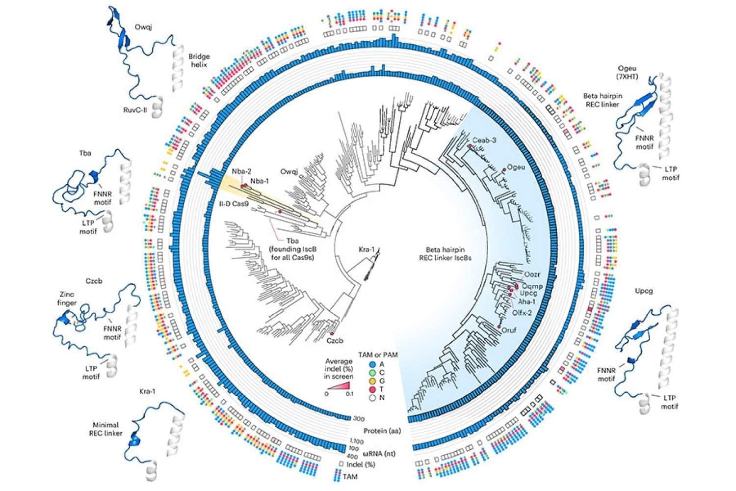 Rationale engineering generates a compact new tool for gene therapy Rationale engineering generates a compact new tool for gene therapy