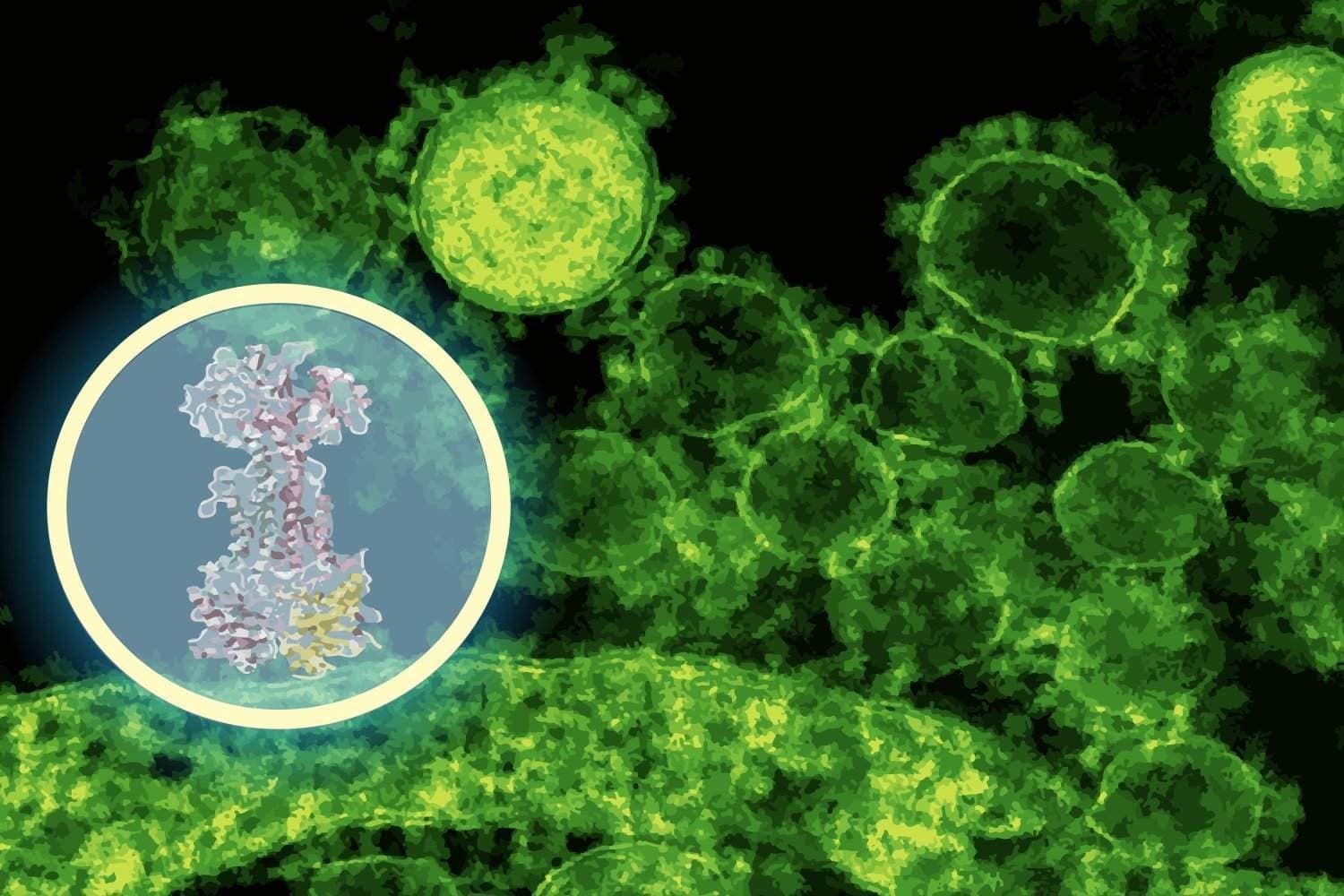AI maps how a new antibiotic targets gut bacteria AI maps how a new antibiotic targets gut bacteria
