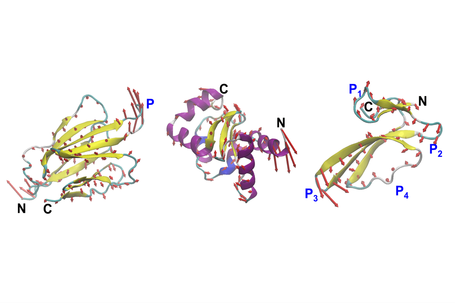 MIT engineers design proteins by their motion, not just their shape MIT engineers design proteins by their motion, not just their shape