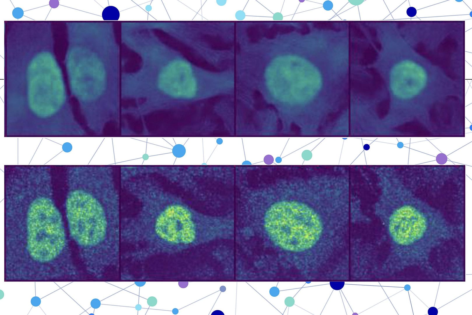 With AI, researchers predict the location of virtually any protein within a human cell With AI, researchers predict the location of virtually any protein within a human cell